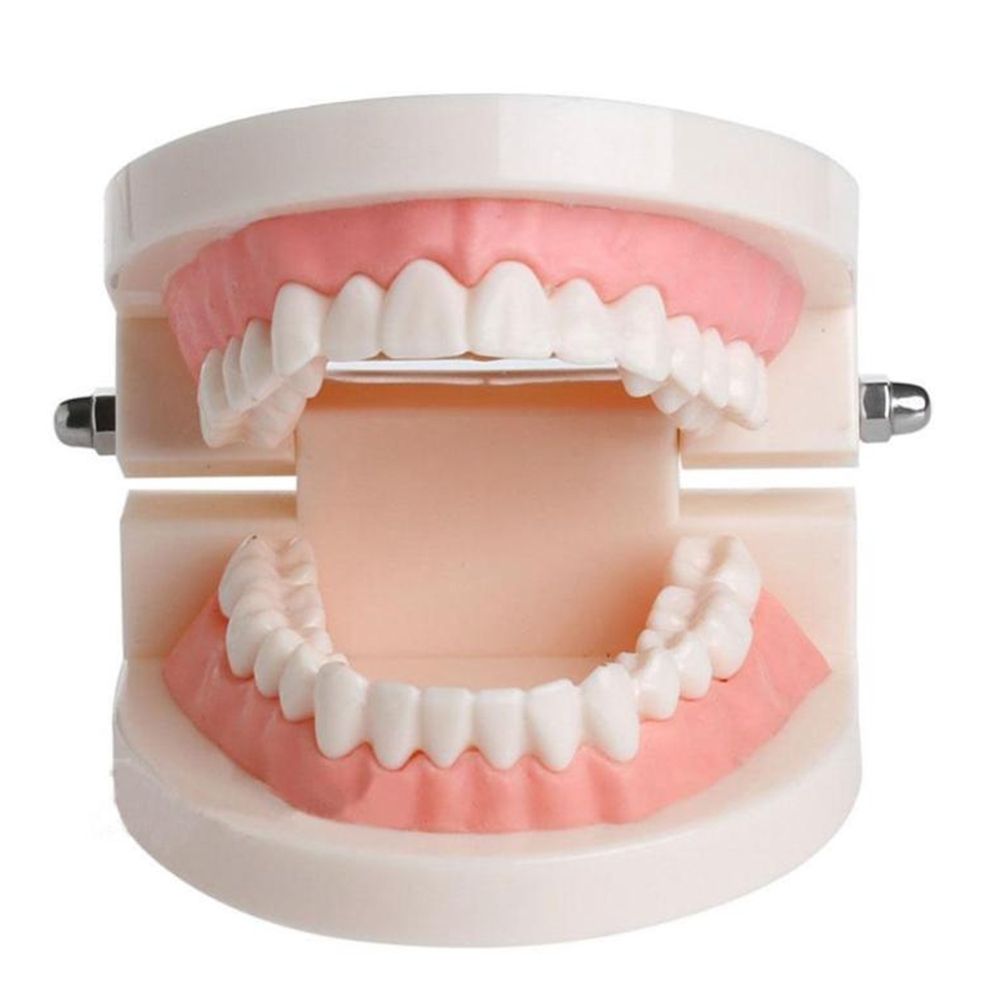 Medical Lab Study - Modelo de Demostración Dental de Tipodonto