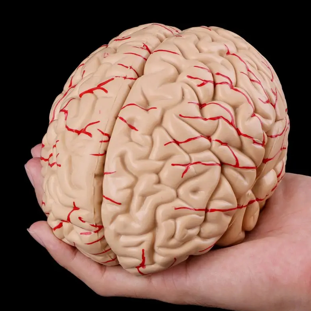 Medical Lab Study - Modelo de cerebro para hombre y