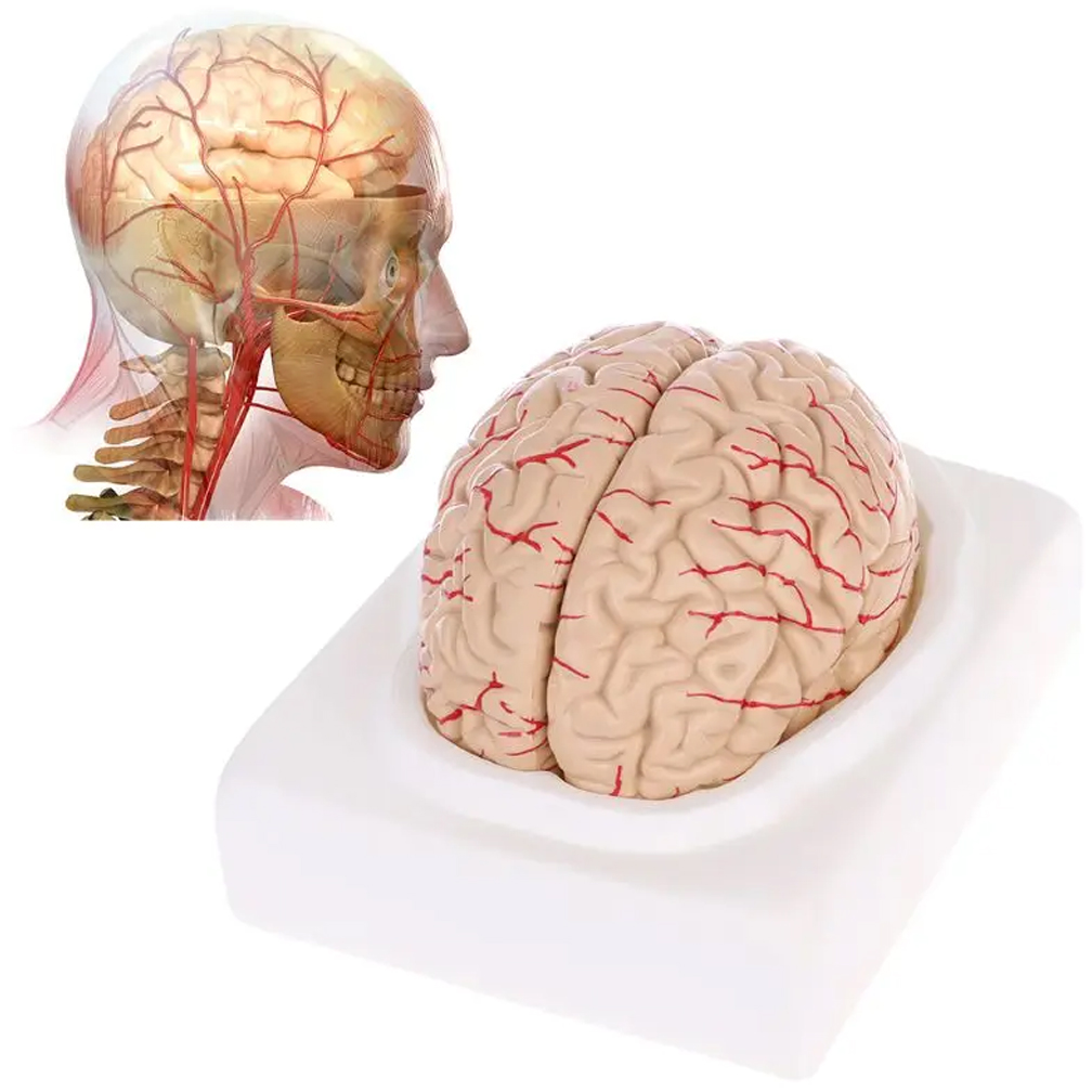 Medical Lab Study - Modelo de anatomía del cerebro de