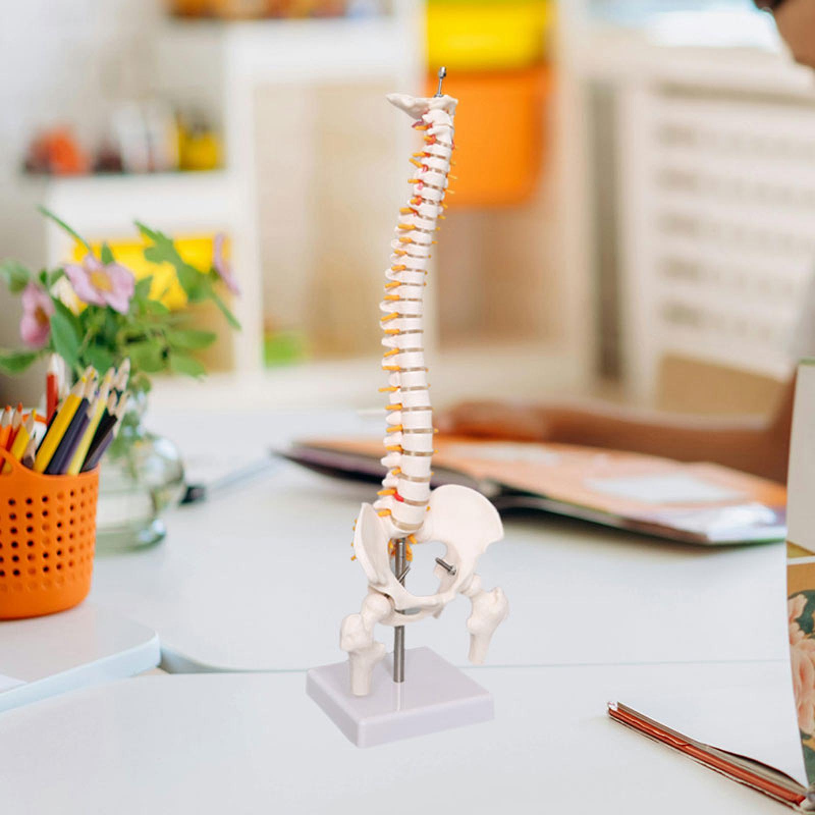 Medical Lab Study - Modelo de columna humana de 17,7