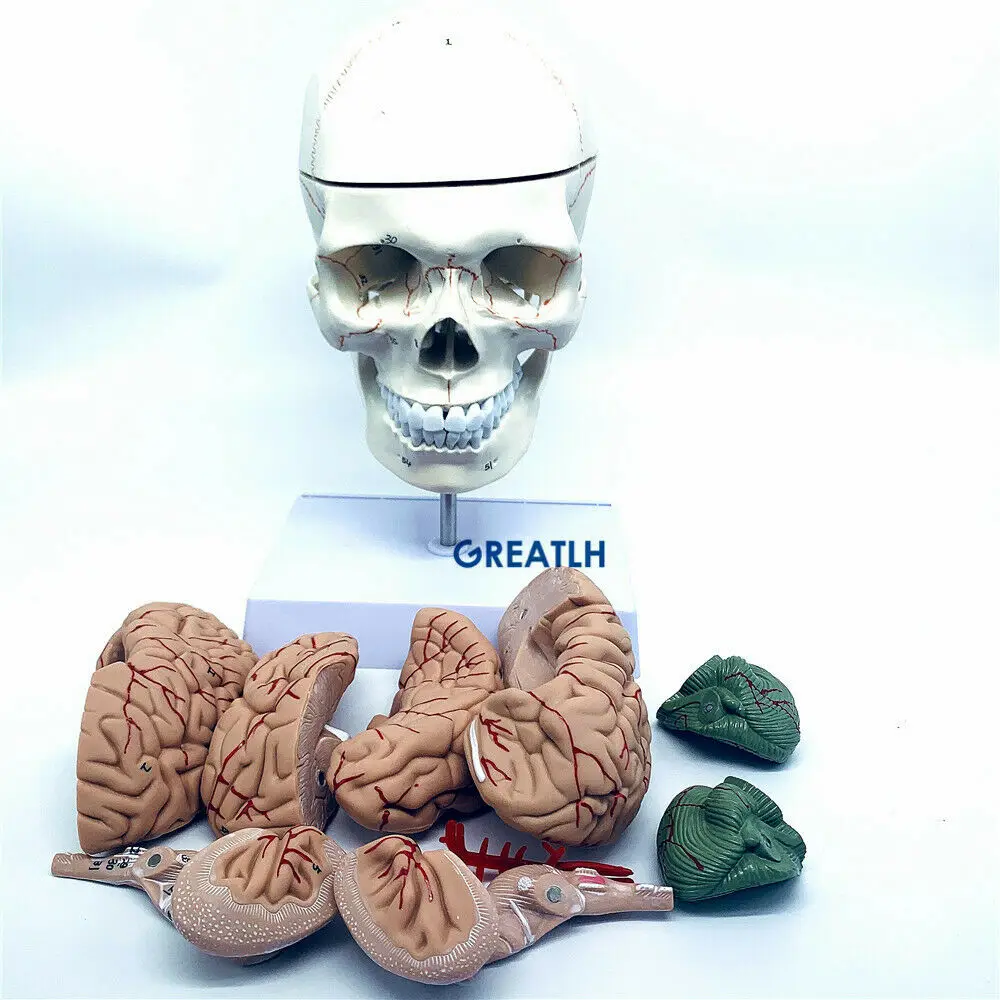 Medical Lab Study - GREATLH modelo anatómico del cerebro, modelo