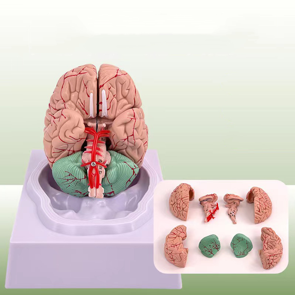 Medical Lab Study - Modelo de área funcional del cerebro