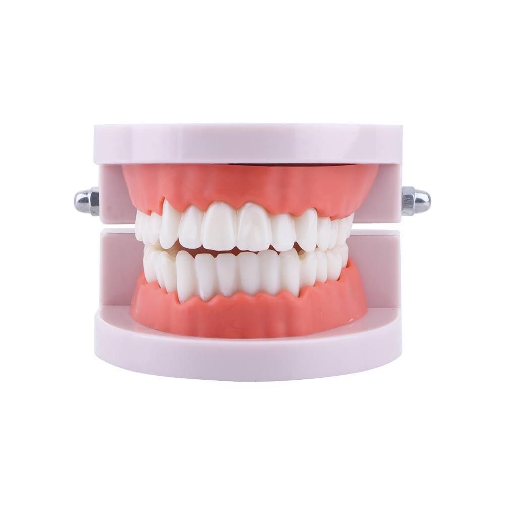 Modelo de Demostración Dental  - Medical Lab Study reseña y precio