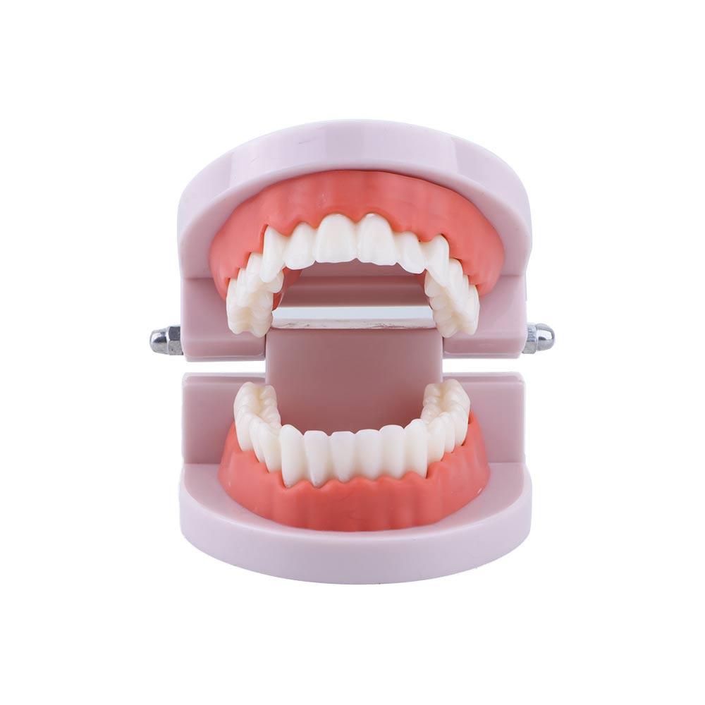 Modelo de Demostración Dental  - Medical Lab Study reseña y precio