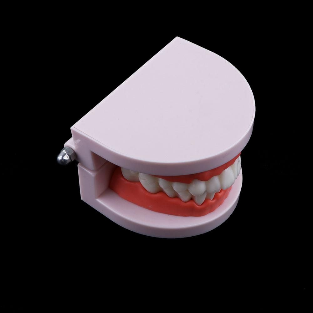 Modelo de Demostración Dental  - Medical Lab Study reseña y precio