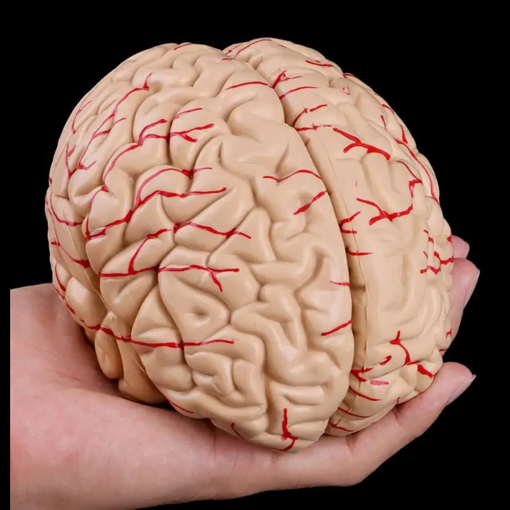 Modelo de anatomía del cerebro - Medical Lab Study reseña y precio