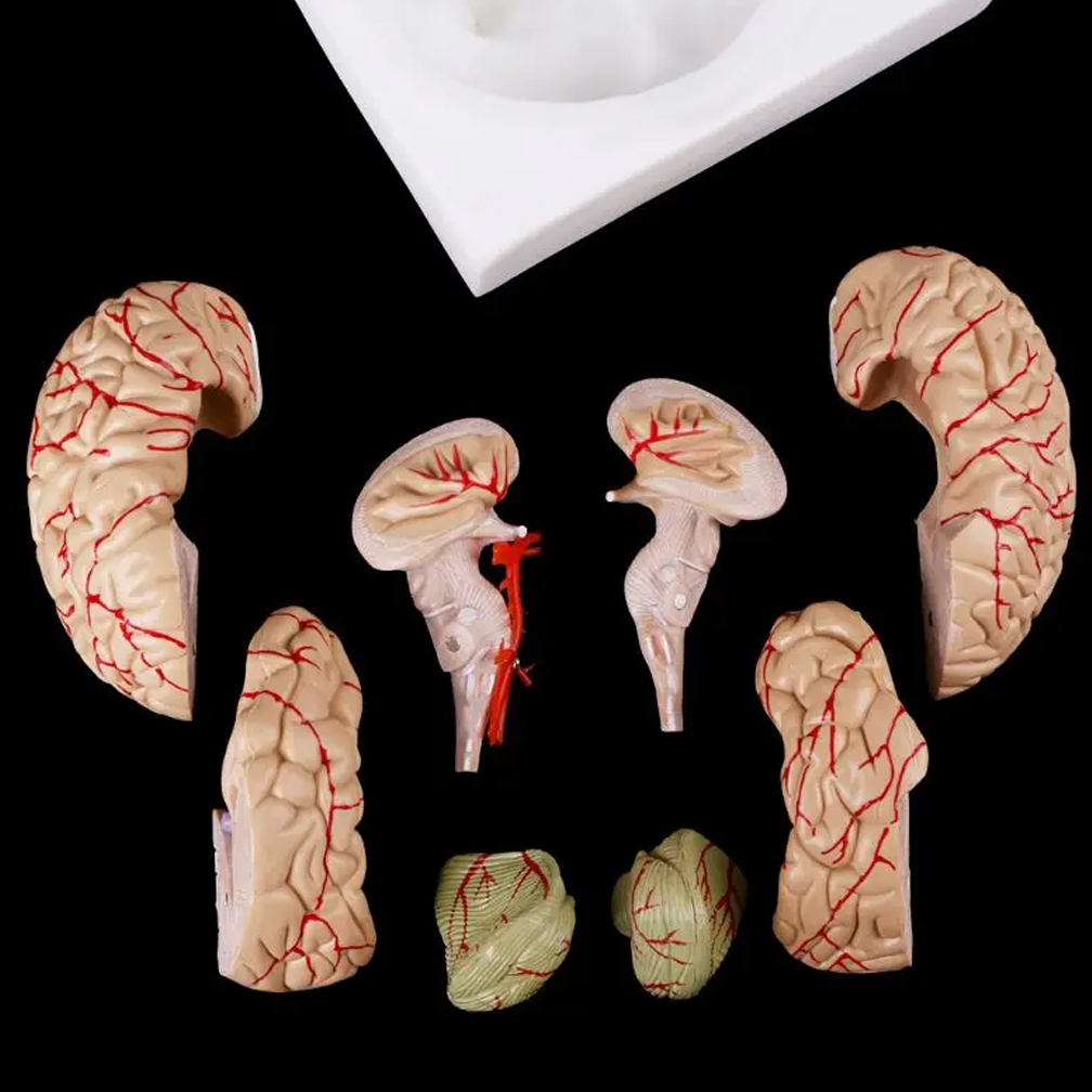 Modelo de anatomía del cerebro - Medical Lab Study reseña y precio
