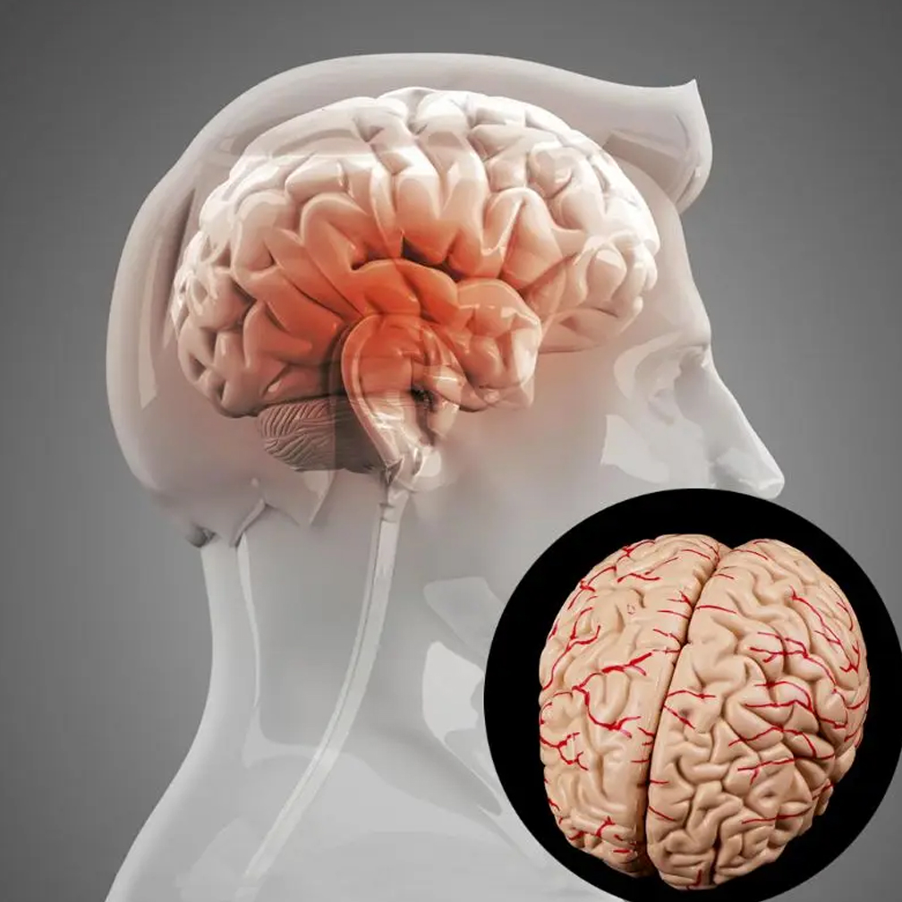 Modelo de anatomía del cerebro - Medical Lab Study reseña y precio