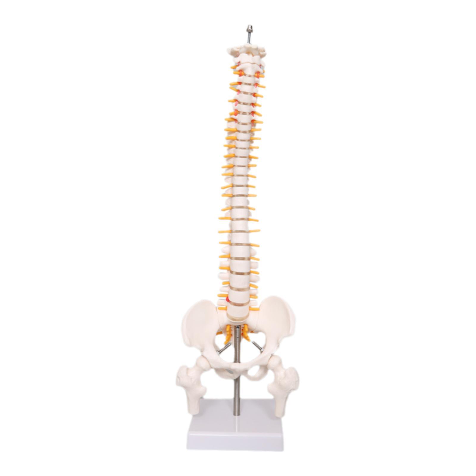 Modelo de columna humana de 17 - Medical Lab Study reseña y precio