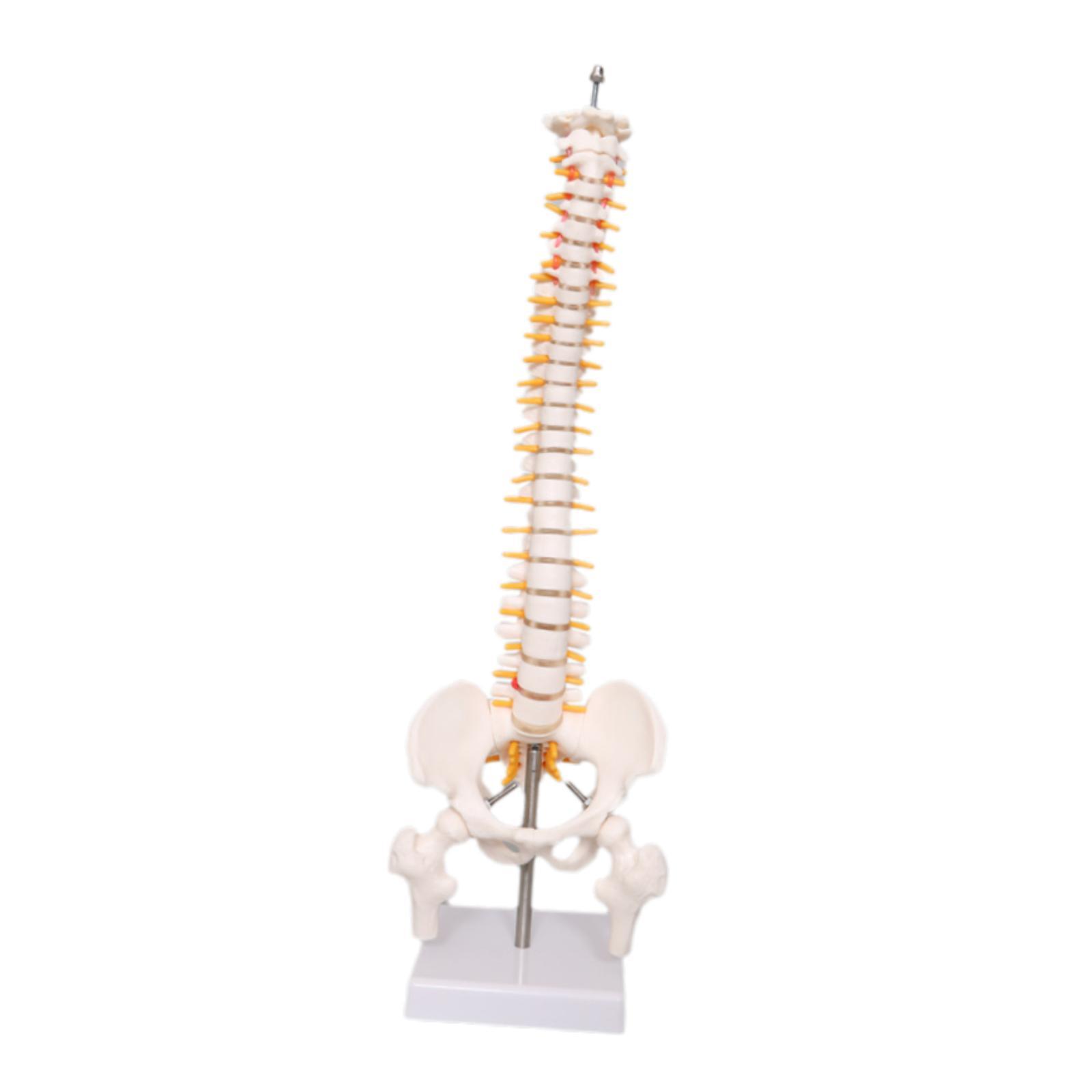 Modelo de columna humana de 17 - Medical Lab Study reseña y precio