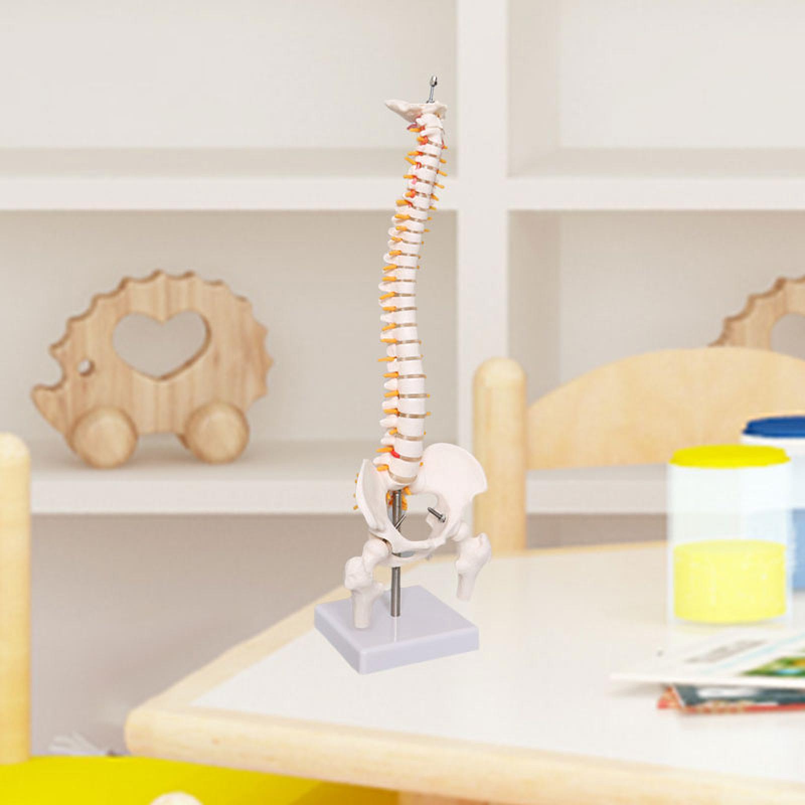 Modelo de columna humana de 17 - Medical Lab Study reseña y precio