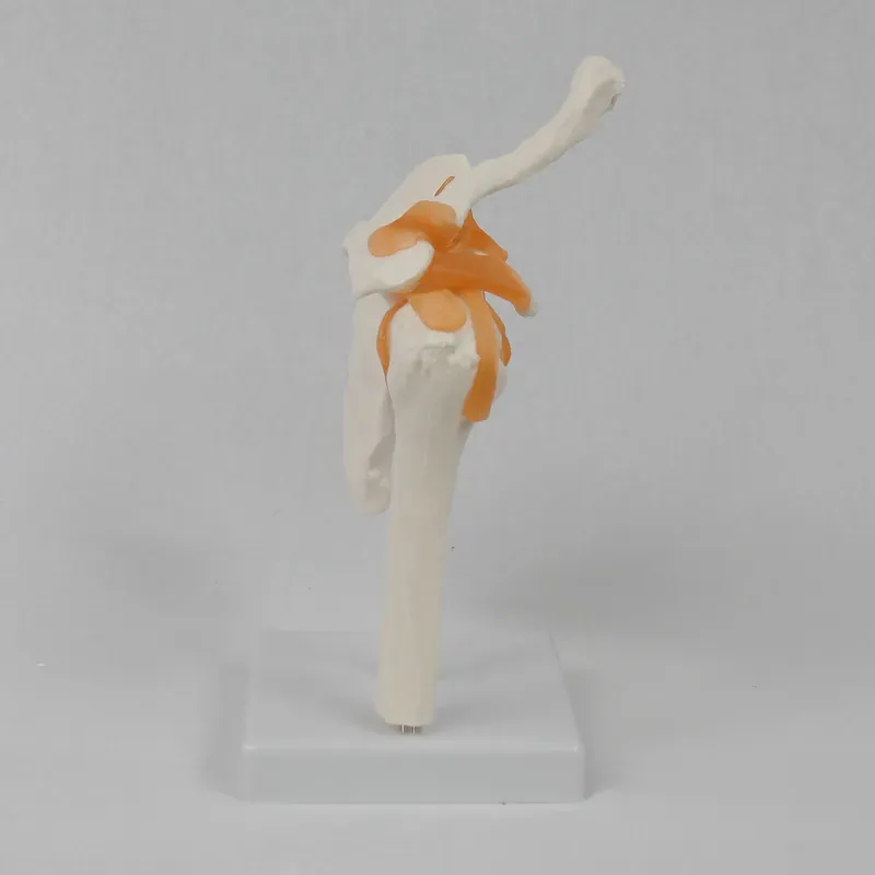 Modelo Funcional de Articulaci - Medical Lab Study reseña y precio