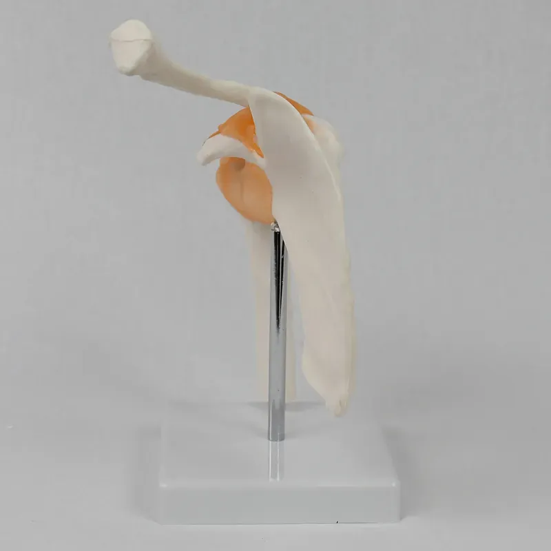 Modelo Funcional de Articulaci - Medical Lab Study reseña y precio