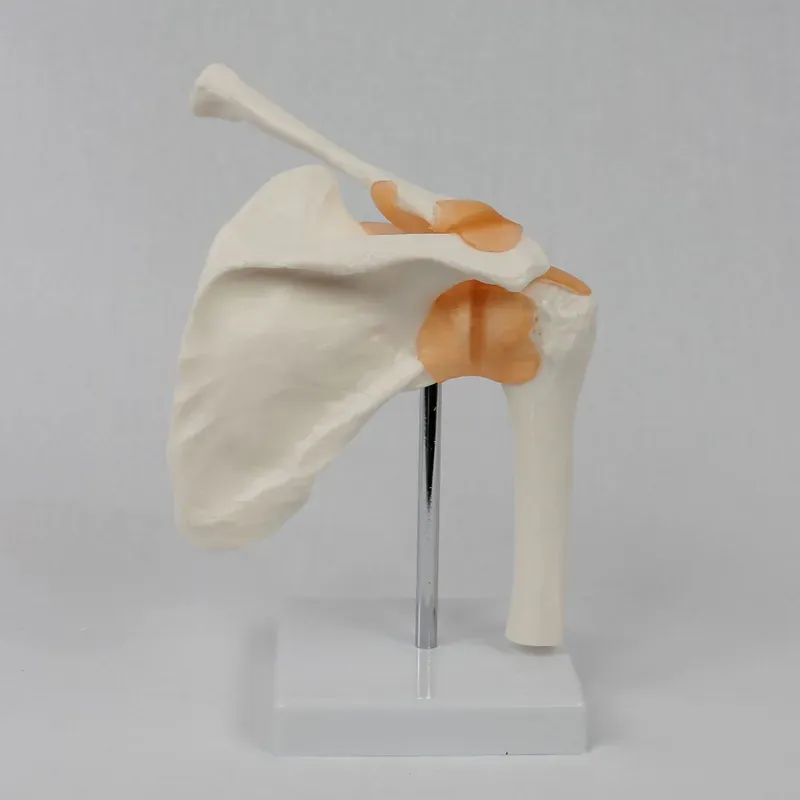 Modelo Funcional de Articulaci - Medical Lab Study reseña y precio