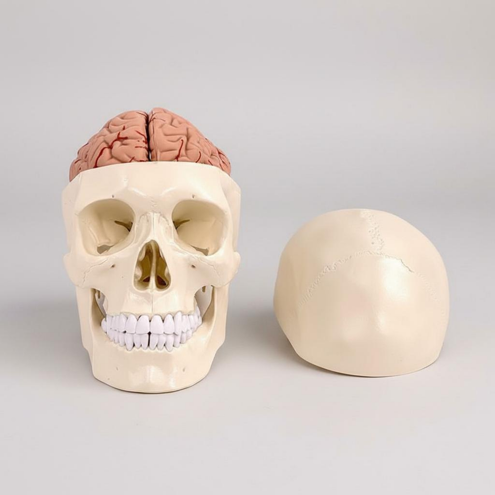 Modelo de Cráneo y Cerebro Hum - Medical Lab Study reseña y precio