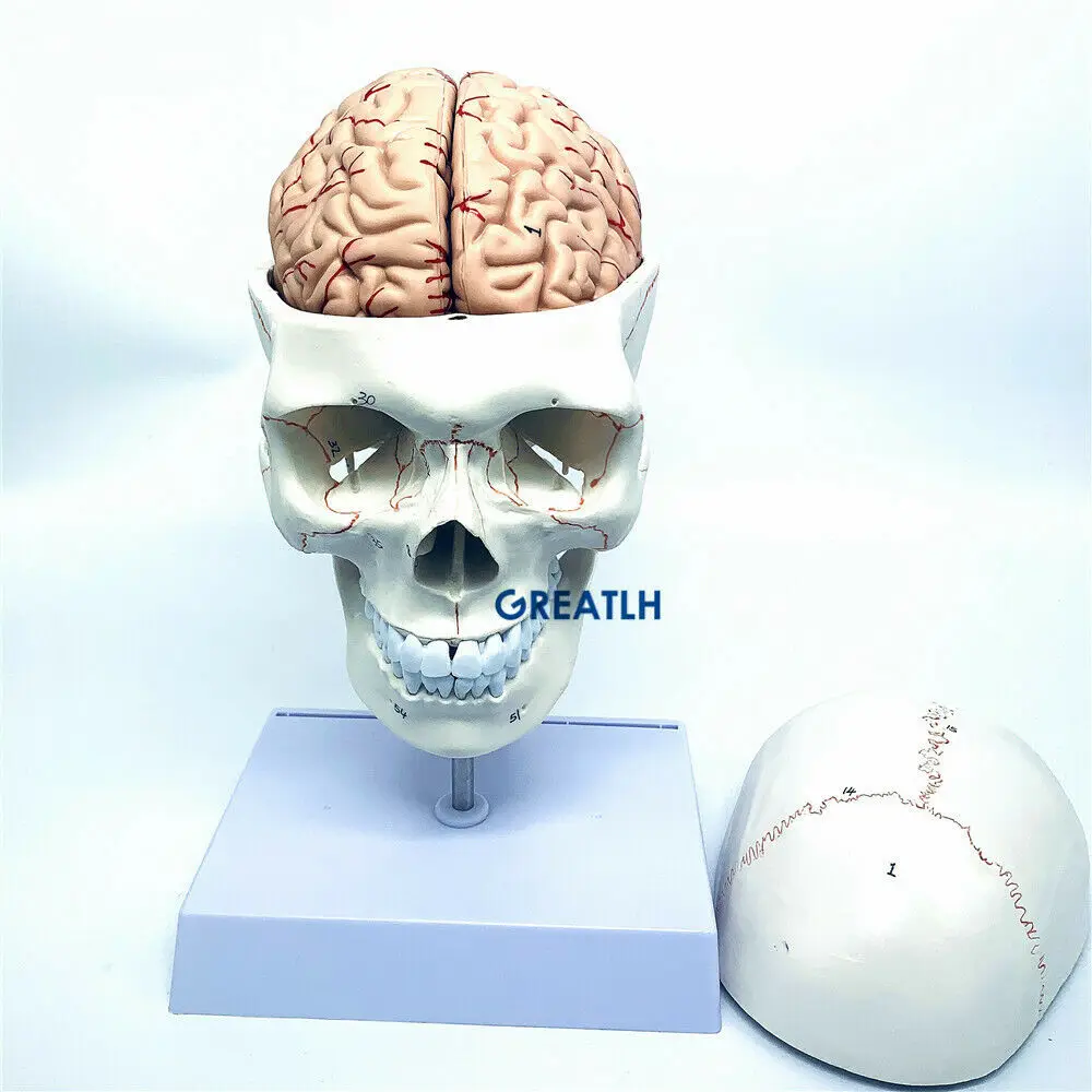 GREATLH modelo anatómico del c - Medical Lab Study reseña y precio