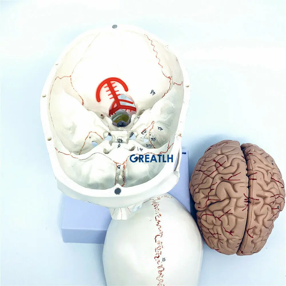 GREATLH modelo anatómico del c - Medical Lab Study reseña y precio