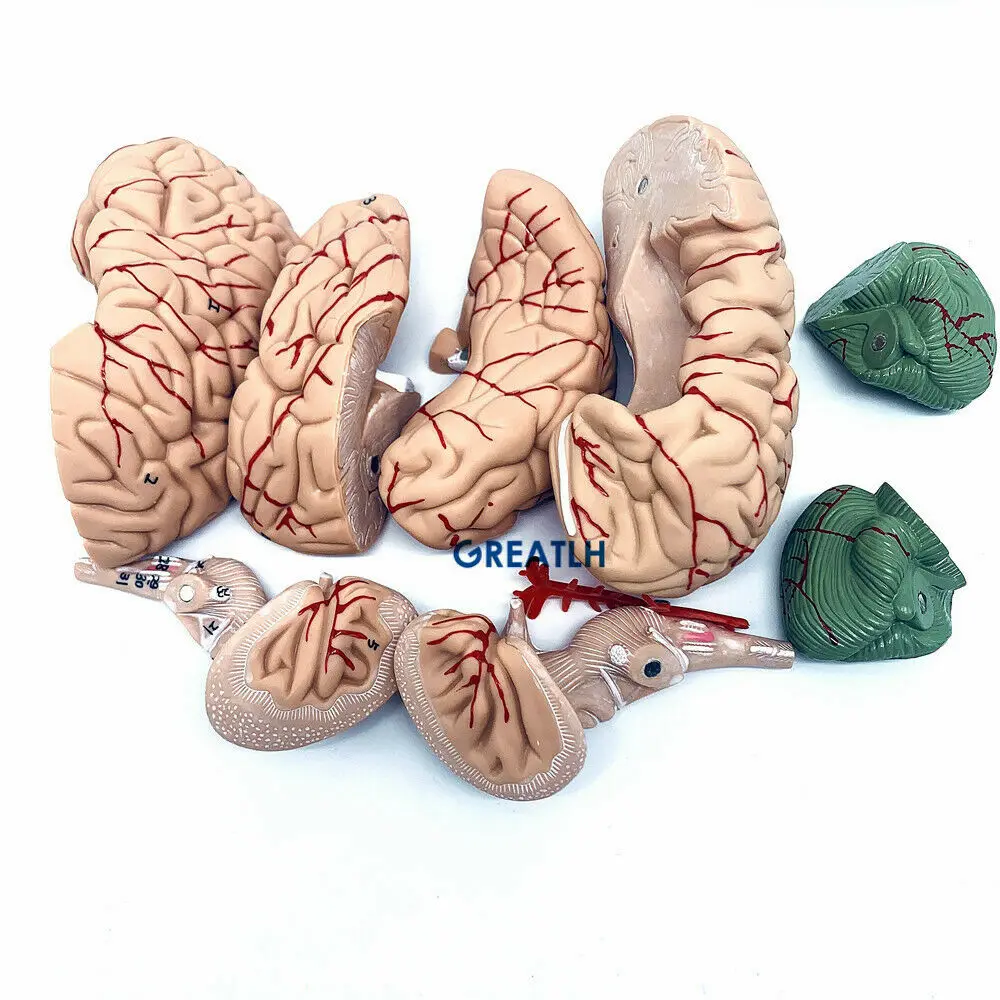 GREATLH modelo anatómico del c - Medical Lab Study reseña y precio