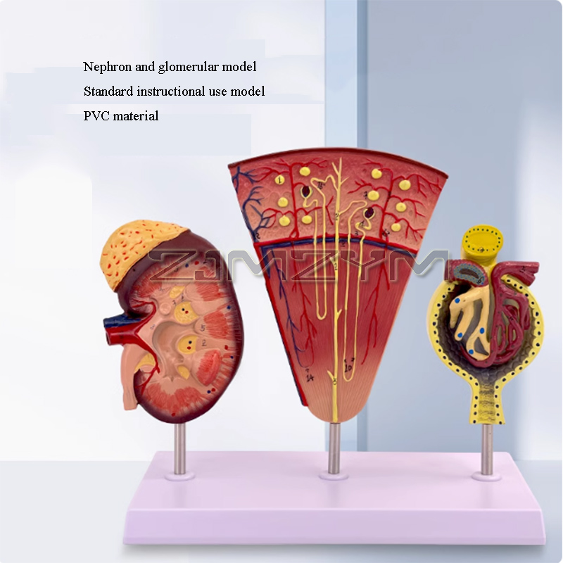 Estructura de modelo de riñón, - Medical Lab Study reseña y precio