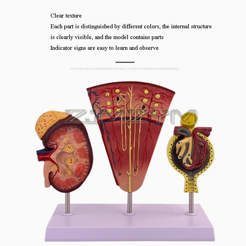 Estructura de modelo de riñón, - Medical Lab Study reseña y precio