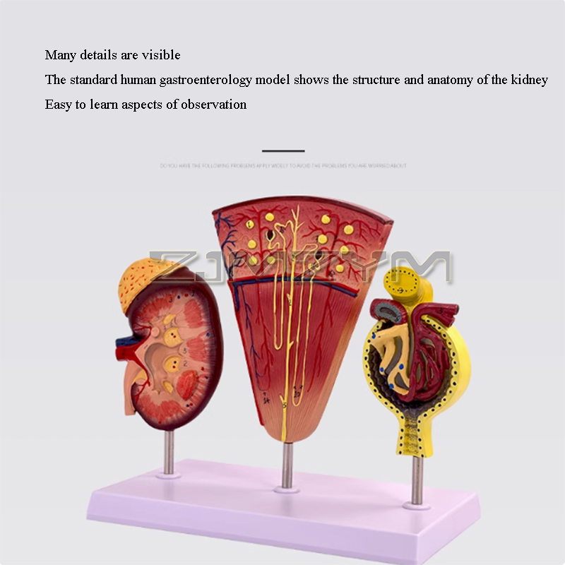 Estructura de modelo de riñón, - Medical Lab Study reseña y precio