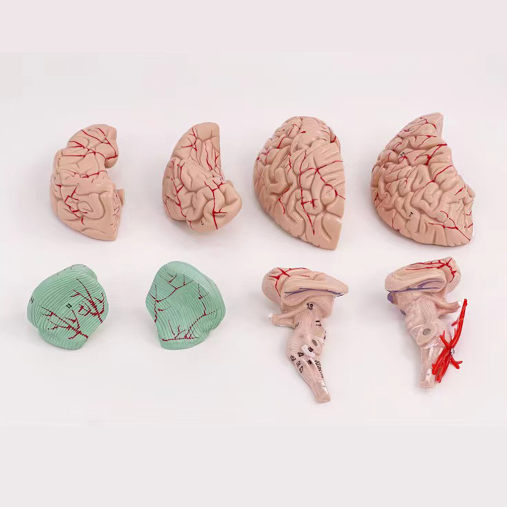 Modelo de área funcional del c - Medical Lab Study reseña y precio