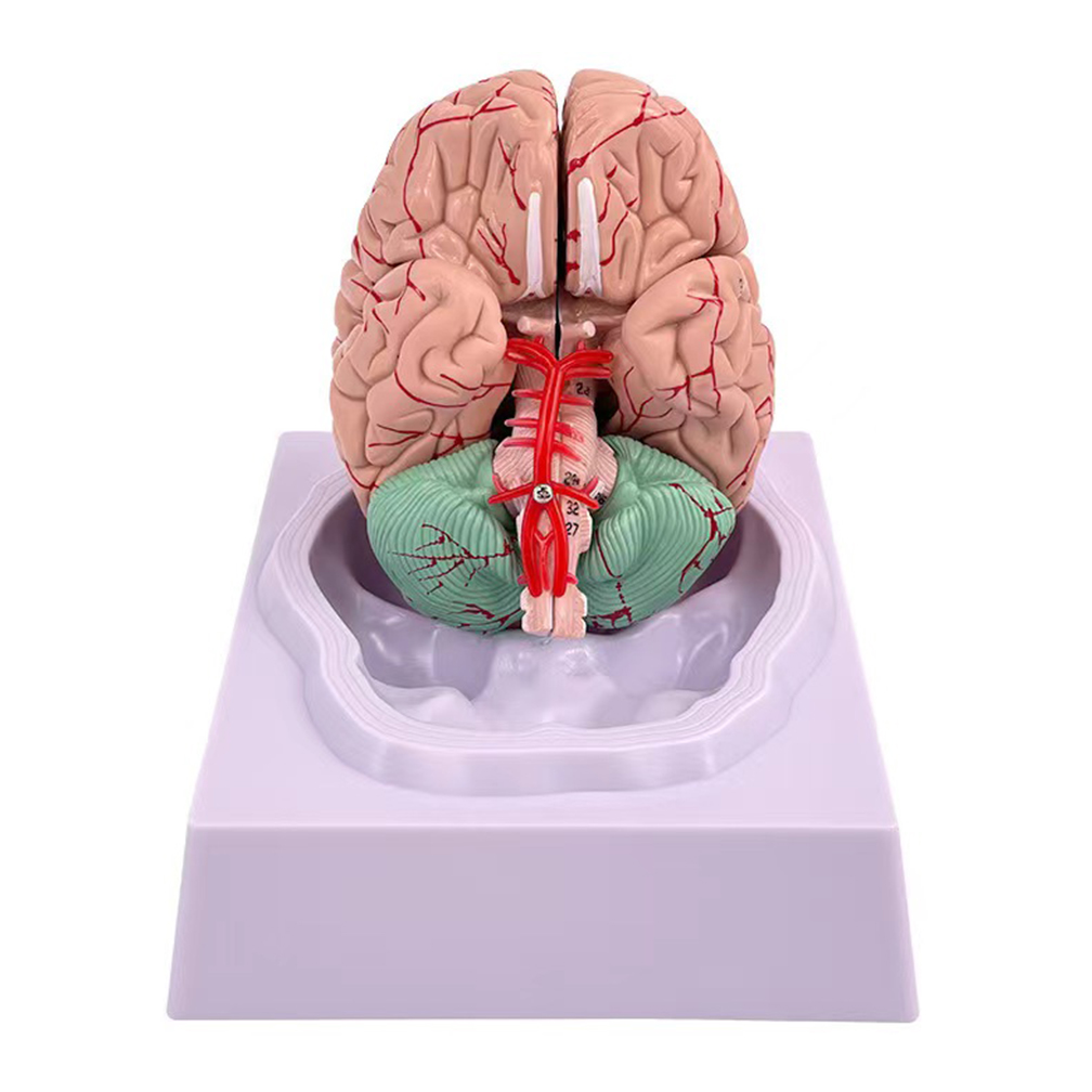 Modelo de área funcional del c - Medical Lab Study reseña y precio