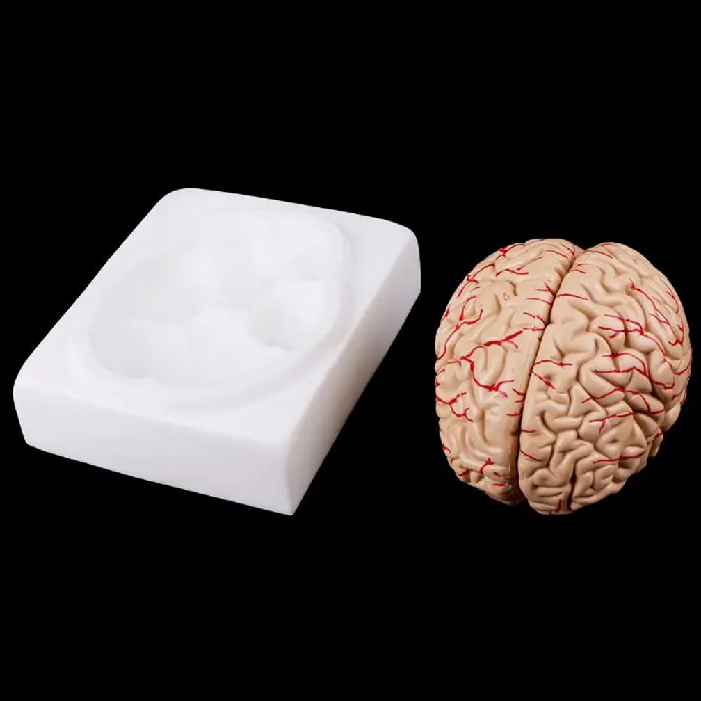 Modelo de área funcional del c - Medical Lab Study reseña y precio